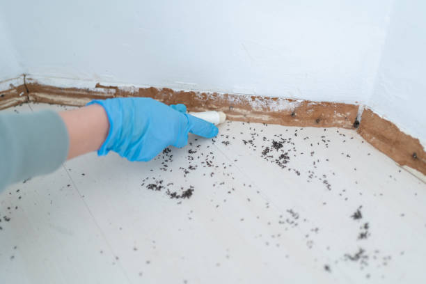 Best Flea Control Services  in Hoyt Lakes, MN